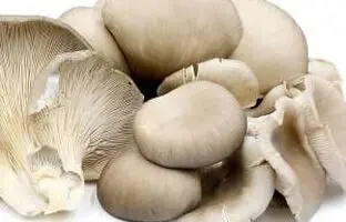 قارچ صدفی چیست و چه خواص و فوایدی دارد؟ + عوارض