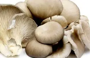 قارچ صدفی چیست و چه خواص و فوایدی دارد؟ + عوارض