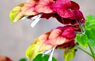معرفی و پرورش گیاه ناوک یا بلپرون یا میگو طلایی + مشکلات