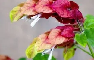 معرفی و پرورش گیاه ناوک یا بلپرون یا میگو طلایی + مشکلات