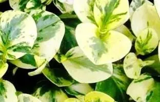 راهنمای کامل نگهداری و تکثیر گیاه پپرومیا ابلق +آفات