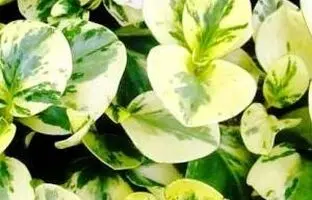 راهنمای کامل نگهداری و تکثیر گیاه پپرومیا ابلق +آفات