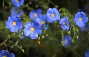 معرفی کامل گیاه کتان+ روش کاشت، خواص و عوارض آن