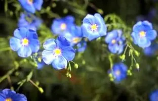 معرفی کامل گیاه کتان+ روش کاشت، خواص و عوارض آن