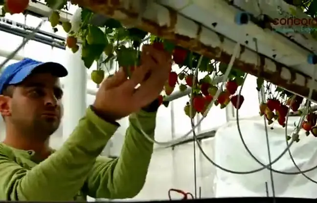 (ویدئو) 10 فرآیند برداشت پربیننده سال 2023؛ از گوجه و آناناس تا میوه کاکاتوس