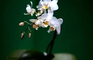 (تصاویر) گران‌ترین گل‌ های موجود در جهان
