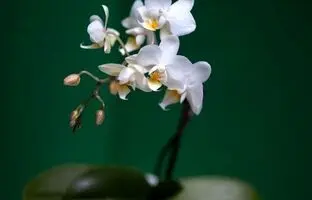 (تصاویر) گران‌ترین گل‌ های موجود در جهان