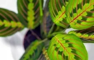 راهنمای نگهداری و پرورش مارانتا لوکونورا (گیاه نماز)