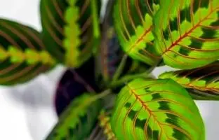 راهنمای نگهداری و پرورش مارانتا لوکونورا (گیاه نماز)
