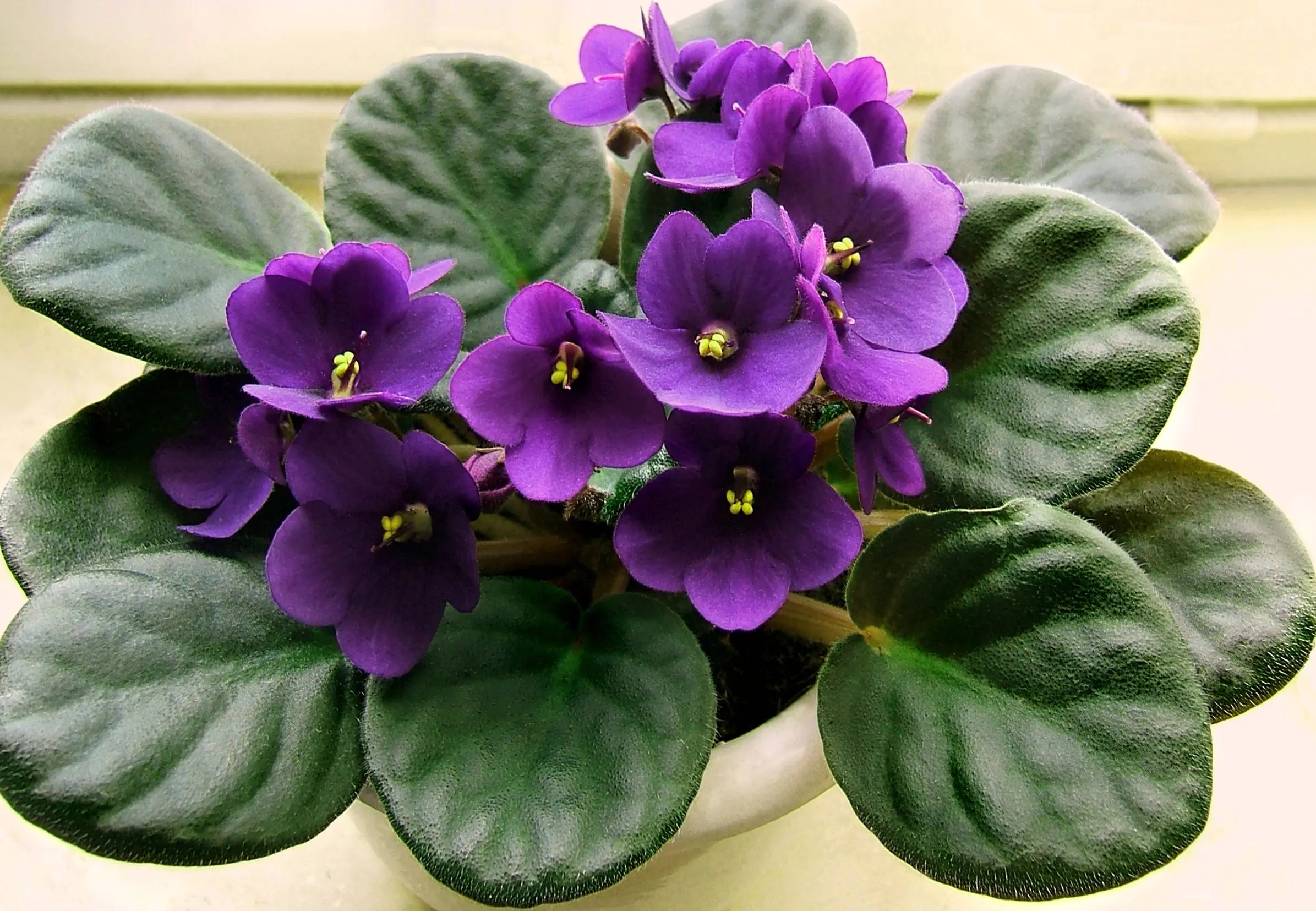 زیباترین گیاهان آپارتمانی با برگ های گرد که دکوراسیون را دگرگون می کنند