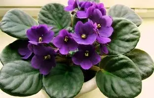 زیباترین گیاهان آپارتمانی با برگ های گرد که دکوراسیون را دگرگون می کنند