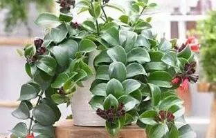 راهنمای کامل مراقبت و پرورش گل اسکینانتوس (گیاه رژ لب)