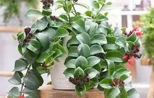 راهنمای کامل مراقبت و پرورش گل اسکینانتوس (گیاه رژ لب)