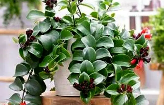 راهنمای کامل مراقبت و پرورش گل اسکینانتوس (گیاه رژ لب)