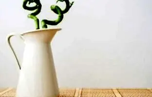 راهنمای حرفه ای خرید ،مراقبت و نگهداری از گیاه بامبو