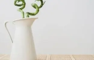 راهنمای حرفه ای خرید ،مراقبت و نگهداری از گیاه بامبو