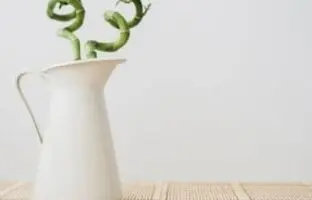 راهنمای حرفه ای خرید ،مراقبت و نگهداری از گیاه بامبو