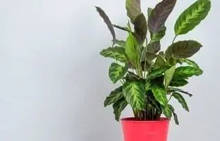 روش پرورش و نگهداری گیاه آپارتمانی کالاتیا در انواع مختلف