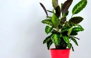 روش پرورش و نگهداری گیاه آپارتمانی کالاتیا در انواع مختلف