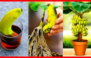 (ویدئو) چگونه میوه موز را در گلدان بکاریم و درخت موز در خانه پرورش دهیم؟
