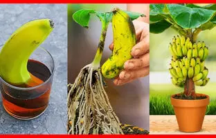 (ویدئو) چگونه میوه موز را در گلدان بکاریم و درخت موز در خانه پرورش دهیم؟