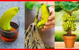 (ویدئو) چگونه میوه موز را در گلدان بکاریم و درخت موز در خانه پرورش دهیم؟