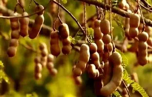 (ویدئو) فرآیند کاشت، برداشت و فرآوری ده ها تن تمر هندی ترش و شیرین