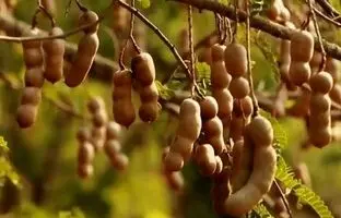 (ویدئو) فرآیند کاشت، برداشت و فرآوری ده ها تن تمر هندی ترش و شیرین