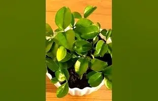 (ویدئو) یک روش ساده برای کاشت نارنگی در گلدان از طریق هسته میوه