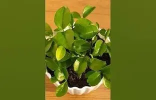 (ویدئو) یک روش ساده برای کاشت نارنگی در گلدان از طریق هسته میوه