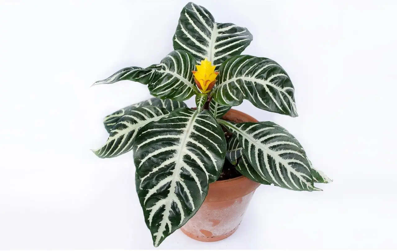 (تصاویر) زیباترین گیاهان آپارتمانی با برگ های راه راه