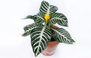 (تصاویر) زیباترین گیاهان آپارتمانی با برگ های راه راه