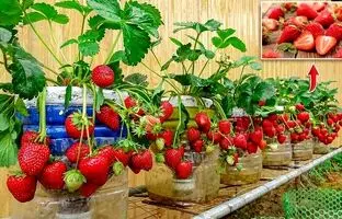 (ویدئو) چگونه با استفاده لوله پلیکا در خانه توت فرنگی کاشت و برداشت کنیم؟