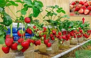 (ویدئو) چگونه با استفاده لوله پلیکا در خانه توت فرنگی کاشت و برداشت کنیم؟
