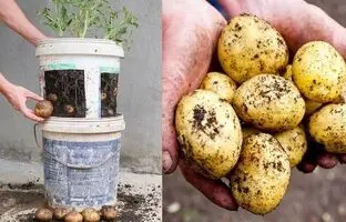 (ویدئو) یک روش ساده برای کاشت و برداشت سیب زمینی در تراس خانه