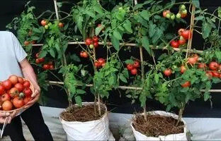 (ویدئو) یک روش جالب و ساده برای کاشت گوجه فرنگی در تراس خانه و در گونی