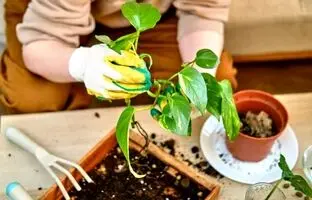 هر چیزی که در مورد پتوس باید بدانید اینجاست!