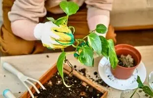 هر چیزی که در مورد پتوس باید بدانید اینجاست!