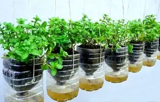 (ویدئو) یک روش ساده برای کاشت نعناع در خانه با استفاده از بطری نوشابه