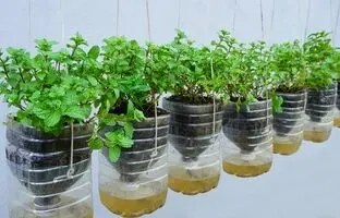 (ویدئو) یک روش ساده برای کاشت نعناع در خانه با استفاده از بطری نوشابه