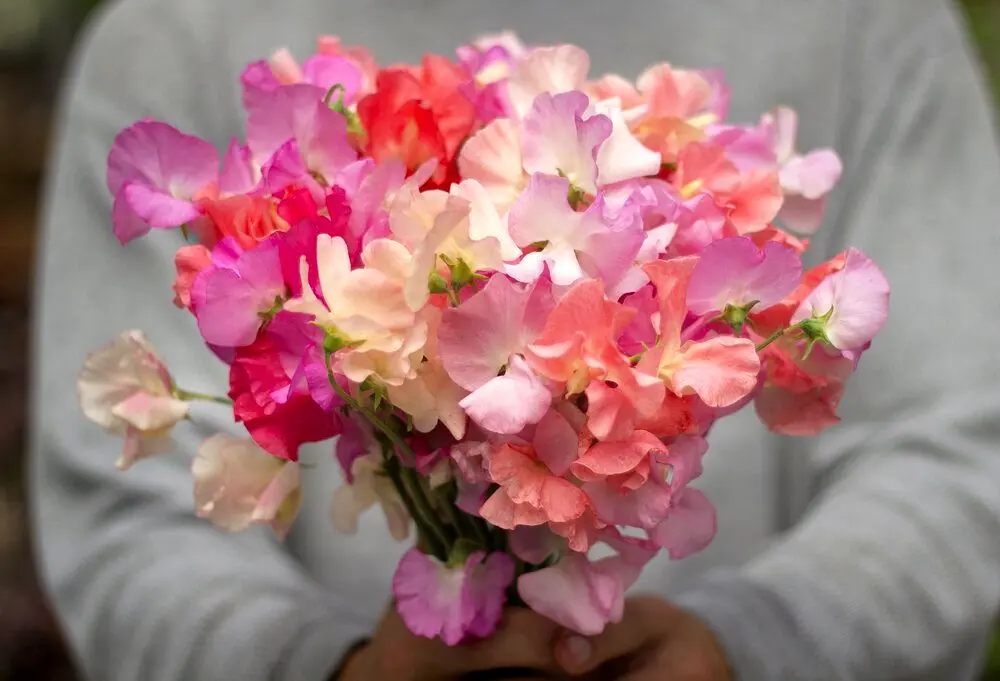 چه گیاهانی در بهمن ماه میشه کاشت؟