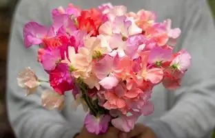 چه گیاهانی در بهمن ماه میشه کاشت؟