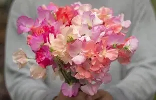 چه گیاهانی در بهمن ماه میشه کاشت؟