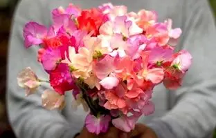 چه گیاهانی در بهمن ماه میشه کاشت؟