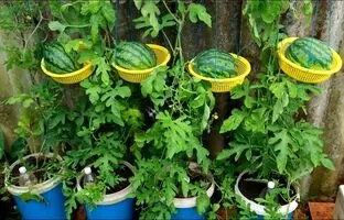 (ویدئو) چگونه بدون نیاز به باغ، در پشت بام خانه هندوانه کشت و برداشت کنیم؟
