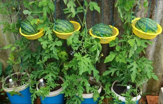 (ویدئو) چگونه بدون نیاز به باغ، در پشت بام خانه هندوانه کشت و برداشت کنیم؟