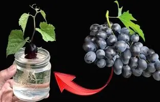 (ویدئو) چگونه دانه انگور سیاه را در بطری پلاستیکی و در خانه پرورش دهیم؟