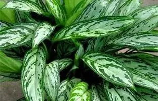 نگهداری و پرورش گل آگلونما نخشید + مشکلات و آفات