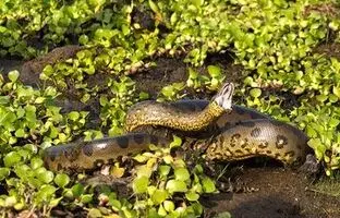 (تصویر) یک گونه جدید مار آناکوندا پیدا شد