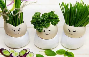 بهترین زمان کاشت انواع سبزه عید برای سفره هفت سین